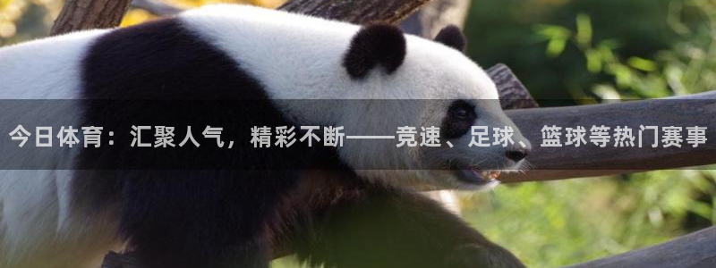 今日体育：汇聚人气，精彩不断——竞速、足球、篮球等热门赛事