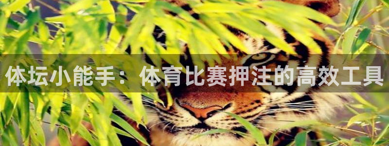 体坛小能手：体育比赛押注的高效工具